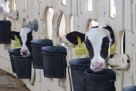 實體經(jīng)濟是壓艙“金磚”，蒙牛盧敏放想告訴世界什么？-鋒巢網(wǎng)