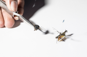 仿生昆蟲(chóng)以激光光束為動(dòng)力飛行-鋒巢網(wǎng)