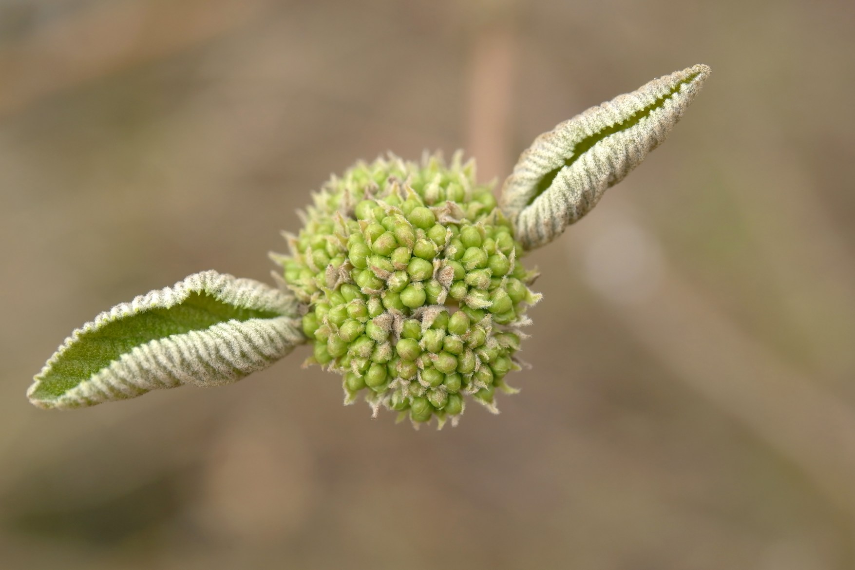 Leica 發(fā)布 Elpro 52 高品質(zhì)近攝鏡頭，工藝精湛，堪稱完美！-鋒巢網(wǎng)