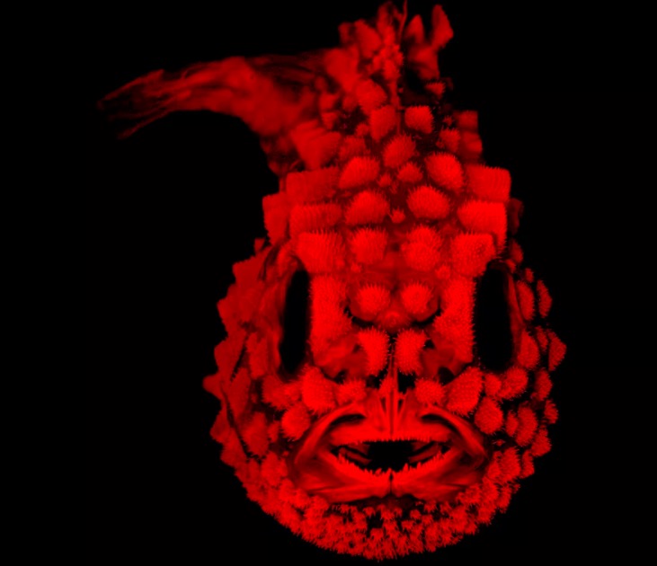 這群長相地域的生物 出自科學(xué)家之手-鋒巢網(wǎng)