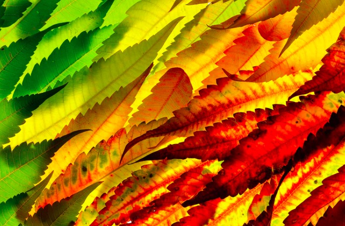 谷歌公布2018全球最熱門搜索結(jié)果-鋒巢網(wǎng)