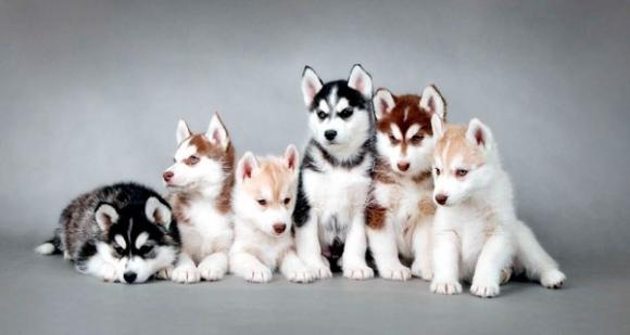 寵物也瘋狂-鋒巢網(wǎng)