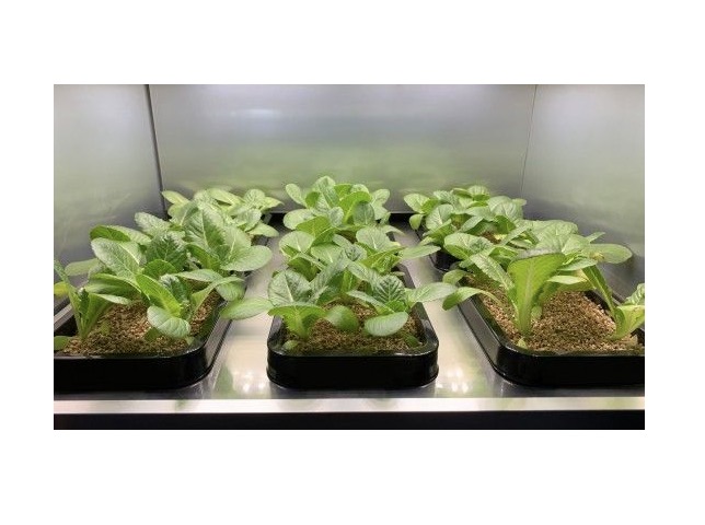 LG現(xiàn)在生產(chǎn)一種家庭園藝用具-鋒巢網(wǎng)