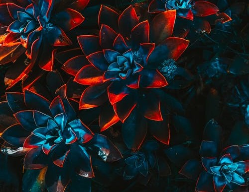 美國(guó)：平權(quán)之斗，血淚之爭(zhēng)-鋒巢網(wǎng)