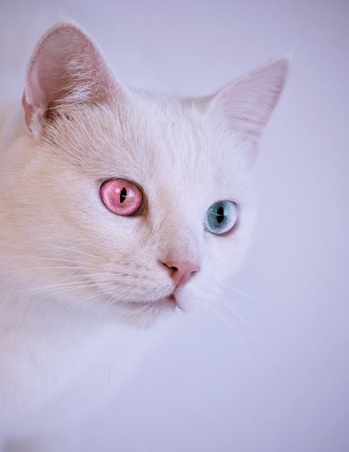 帶血的“寵物吃播”圈錢(qián)生意-鋒巢網(wǎng)