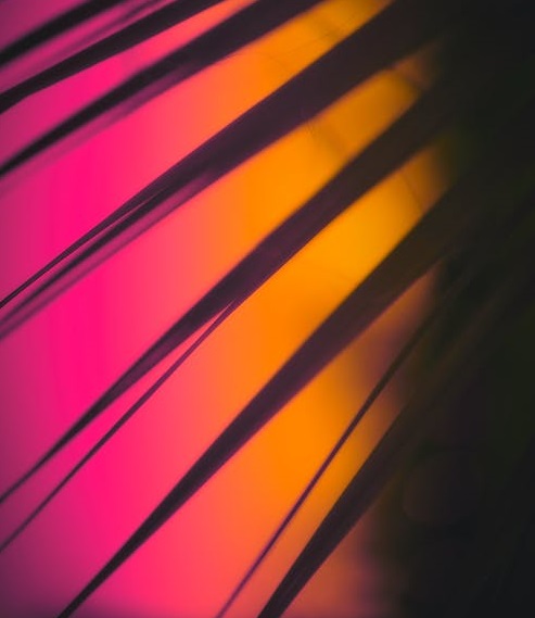 魅族沒有“后悔藥”-鋒巢網(wǎng)