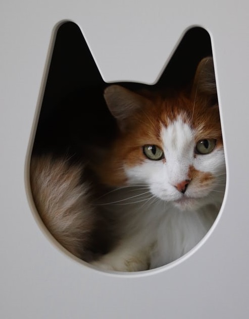 被“蛋殼”困住的“維權(quán)人”-鋒巢網(wǎng)