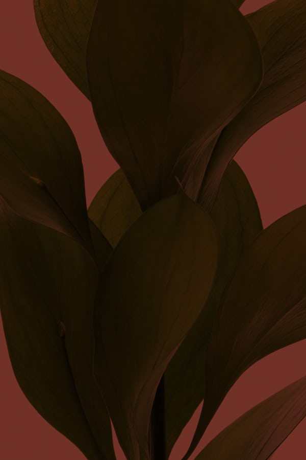 互聯(lián)網(wǎng)新造車三劍客難敵一個(gè)特斯拉？-鋒巢網(wǎng)