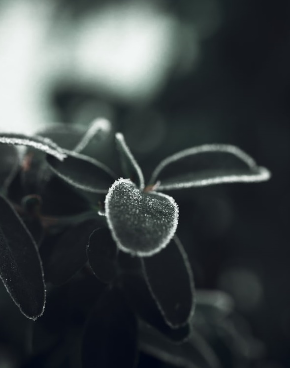 拆解上市前的知乎-鋒巢網(wǎng)