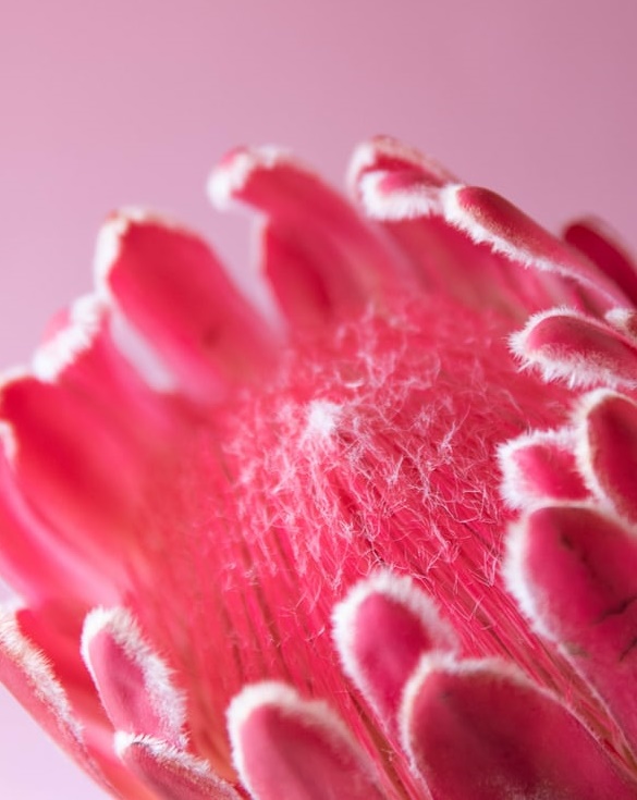 糖水變燕窩，養(yǎng)生大騙局-鋒巢網