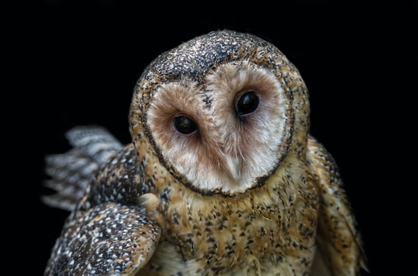 一家賣盲盒的公司，憑什么值1000億？-鋒巢網(wǎng)