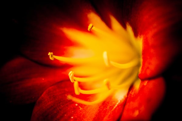 春晚商業(yè)權力變遷：從標王到百億紅包大戰(zhàn)-鋒巢網